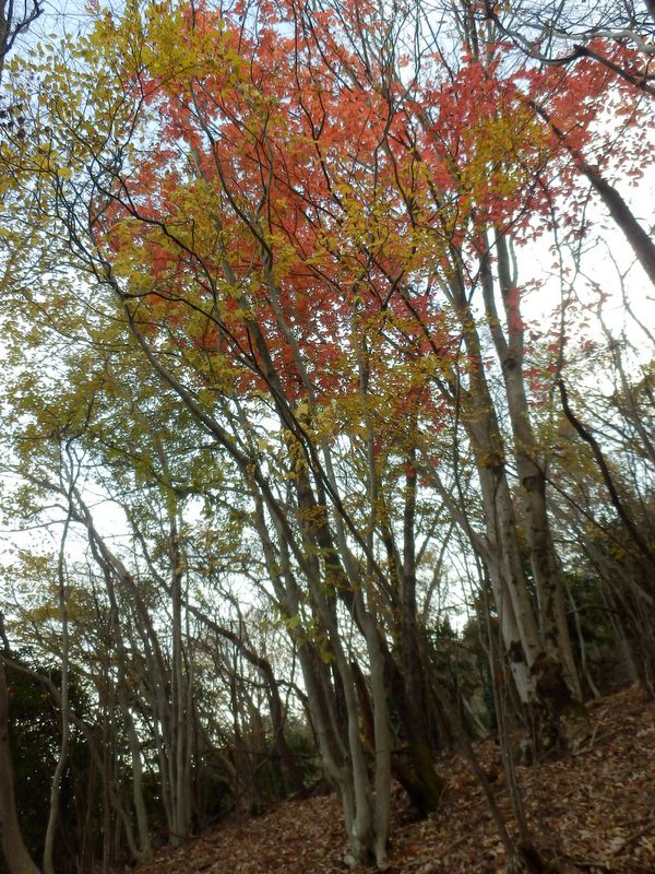 日が差さなくなった