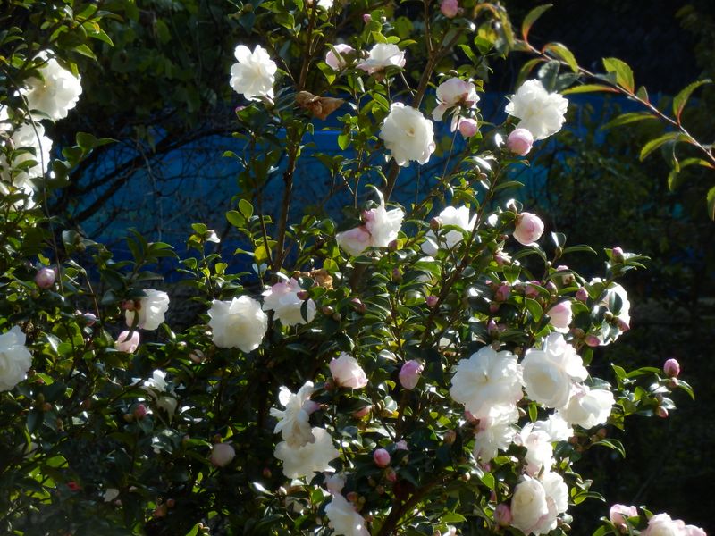 サザンカの咲く季節