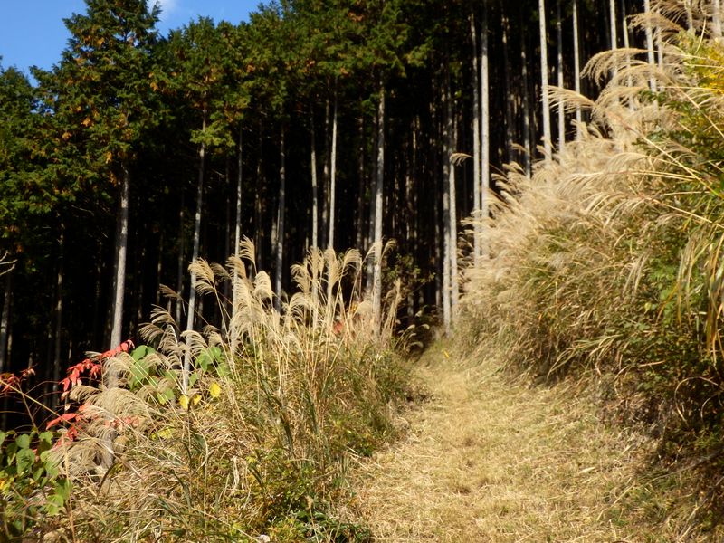 日当たりのよい山道