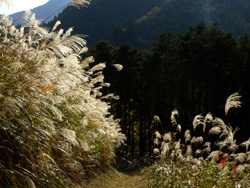 ススキがきれい