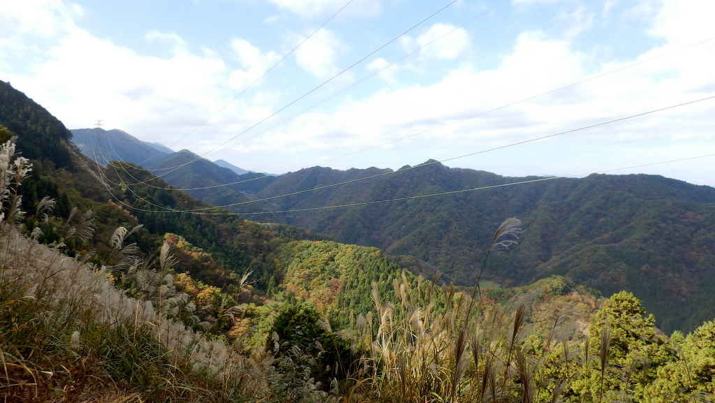 美しい懸垂曲線