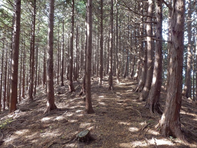 入道丸への登り
