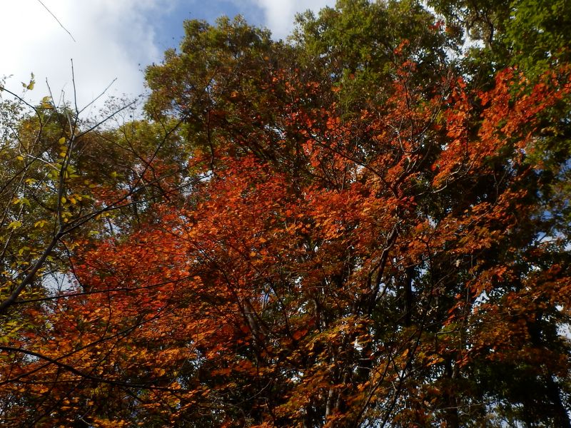 三角点峰の紅葉