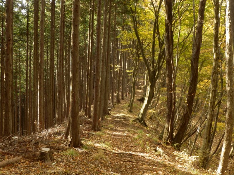 入道丸西峰に向かう
