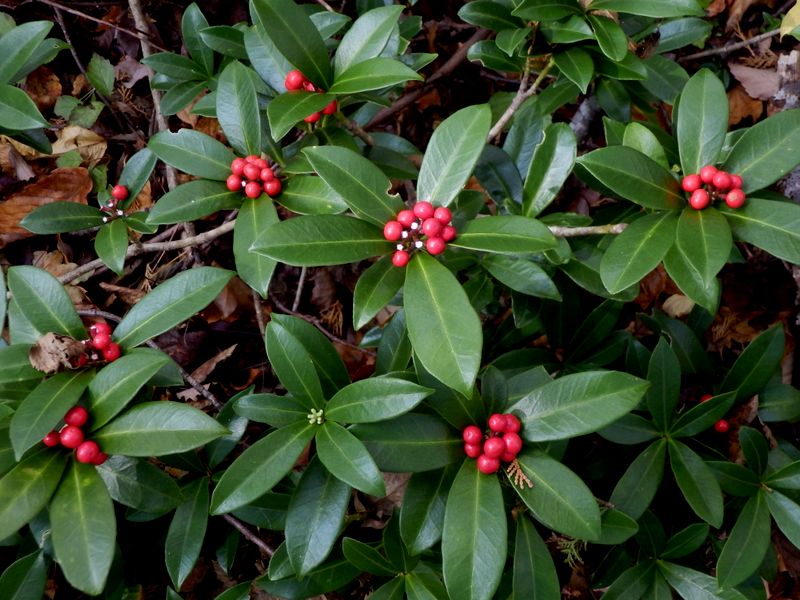 ミヤマシキミの実