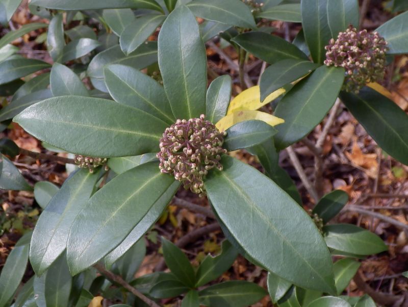 ミヤマシキミの花