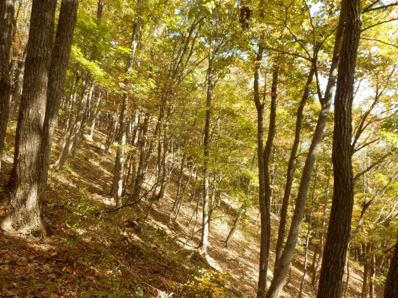 南面の自然林がきれい