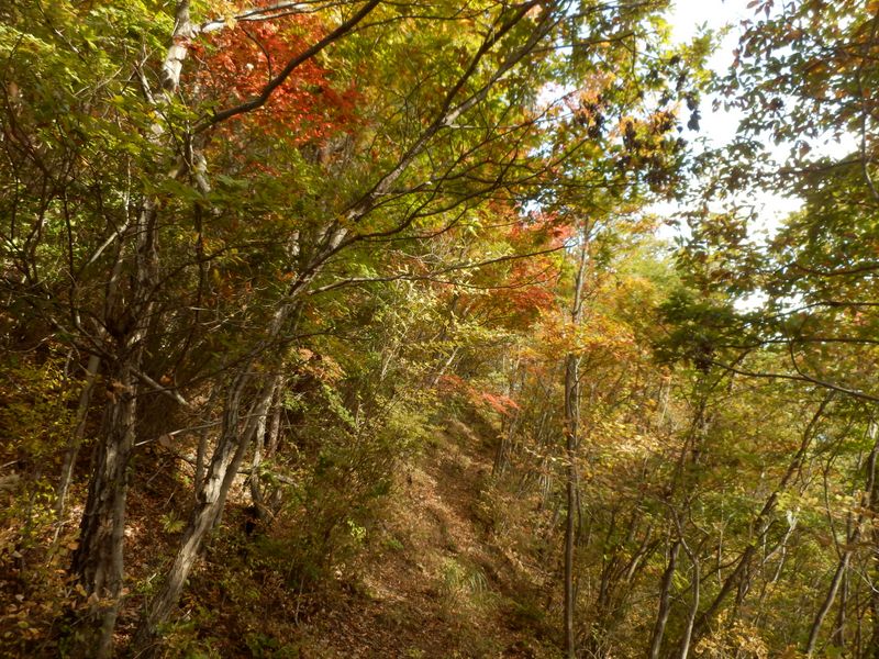 一登りで阿夫利山