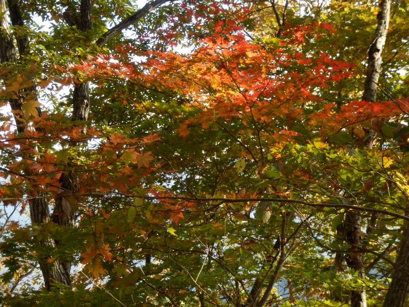 緑から朱色までのグラデーション