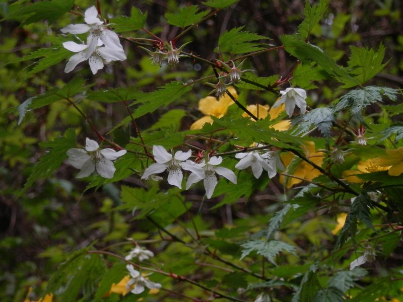 モミジイチゴの花