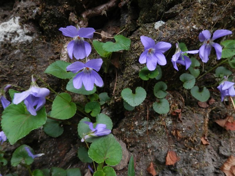 タチツボスミレ