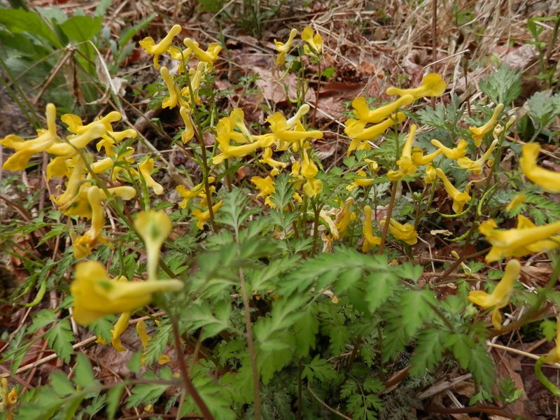 ミヤマキケマン