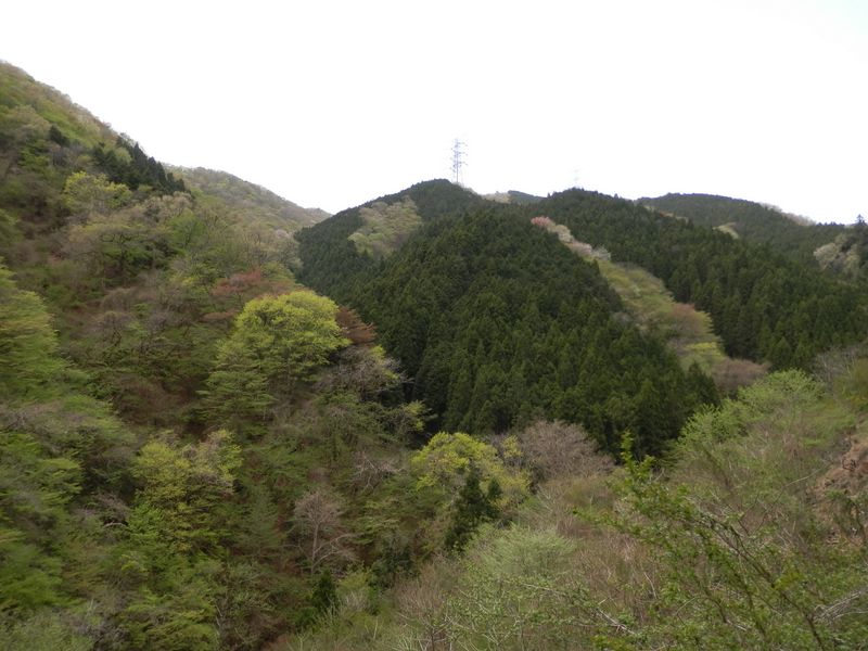 大丹波林道より、真名井北稜を望む