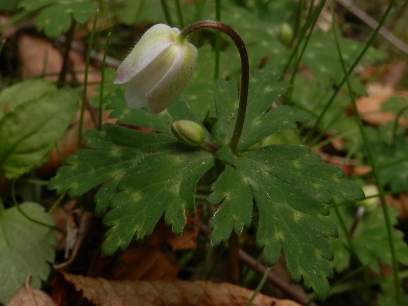 ニリンソウが太陽を待っている