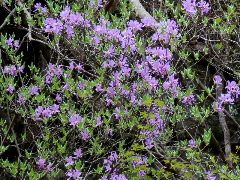 ここのミツバツツジはそろそろ終盤