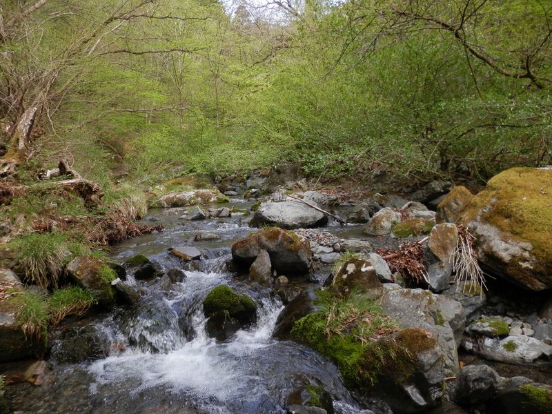 気持ちのよい緑の洪水