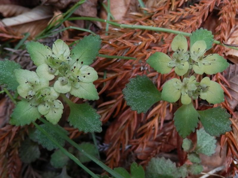 ヨゴレネコノメ