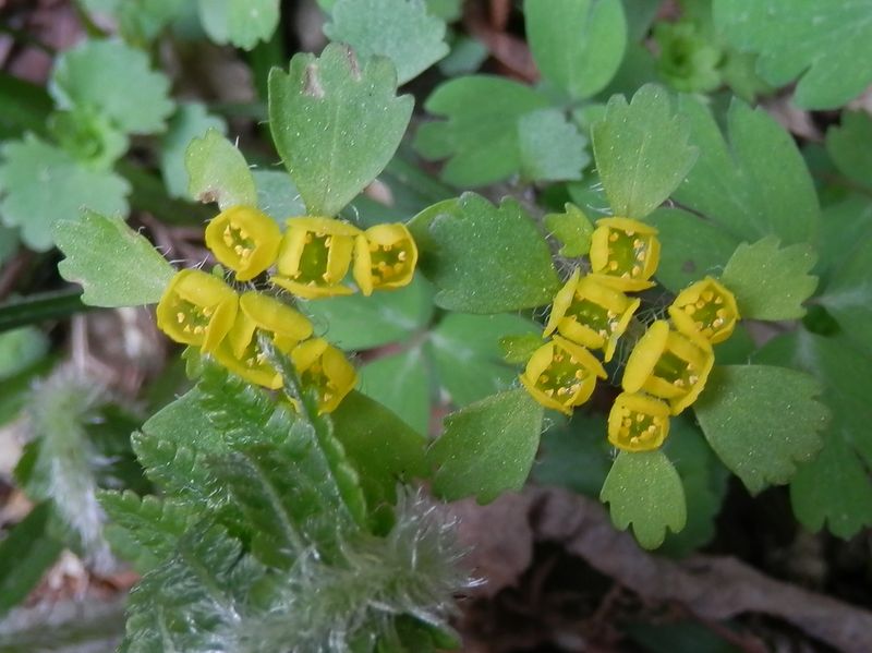 コガネネコノメソウ