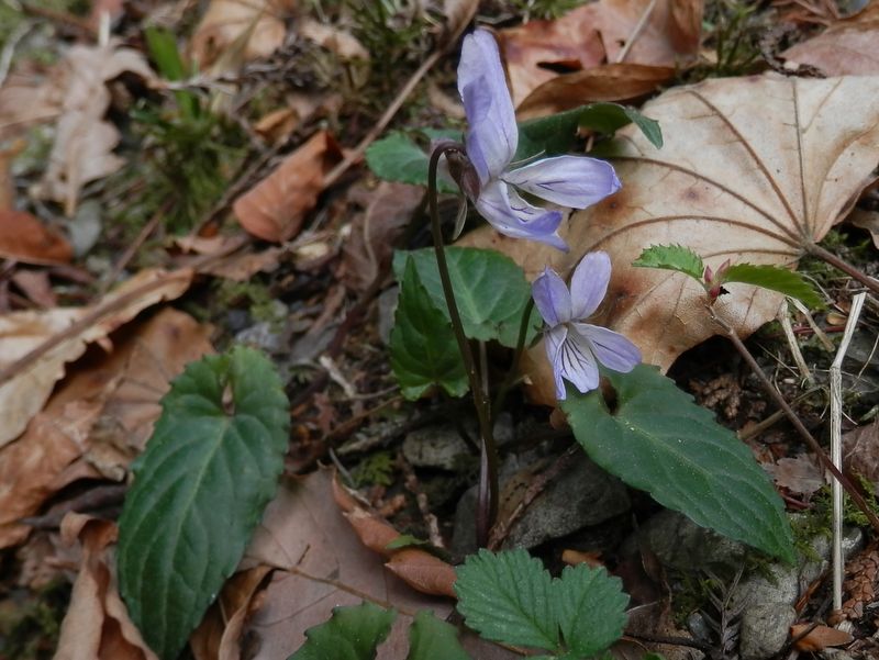 ナガバノスミレサイシンかな？