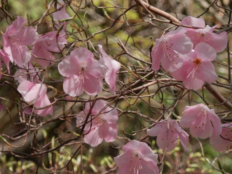 大半の花は萼から離れている