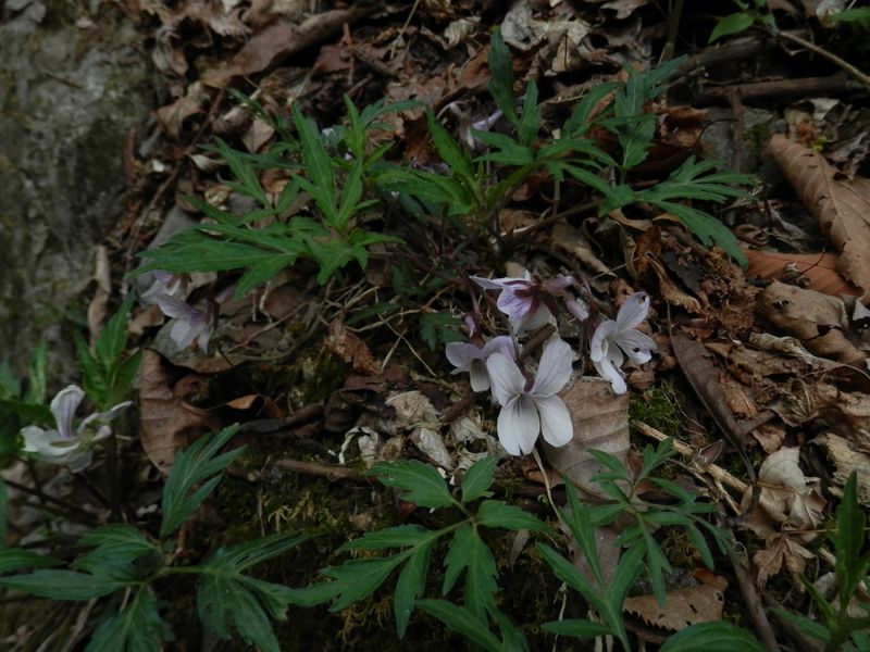エイザンスミレ