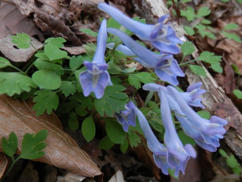 ヒメエンゴサク