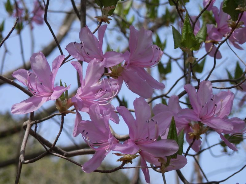 このミツバツツジは花の色が明るい