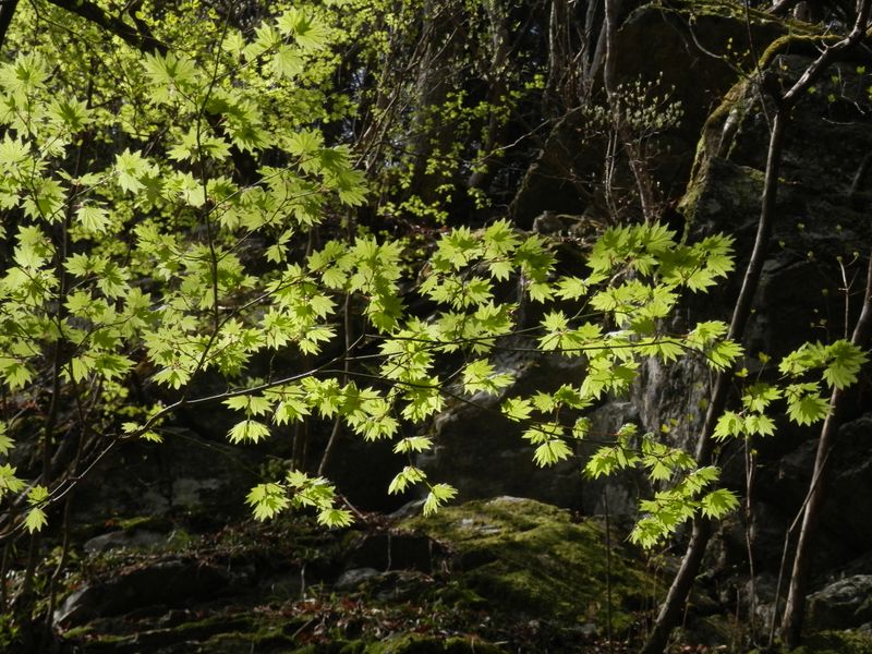 カエデの新葉