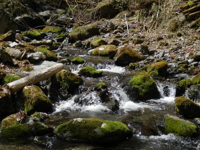 日向沢ノ峰・棒ノ折山 -- 川の苔も新緑の季節？