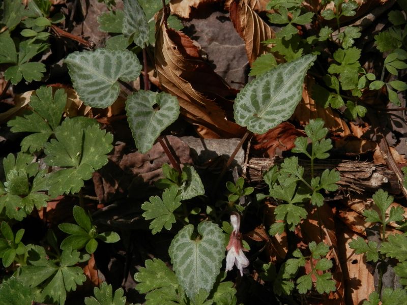 フイリヒナスミレかな？ 