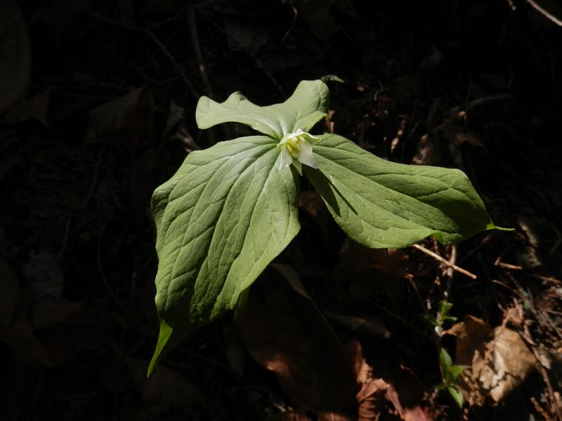シロバナエンレイソウ