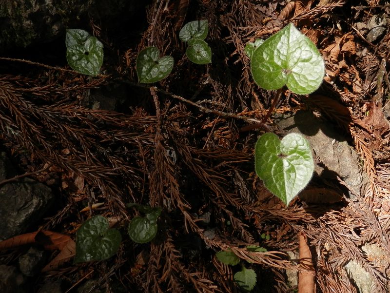 フタバアオイかな？