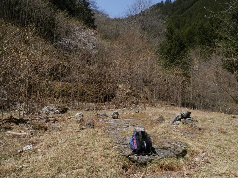 獅子口小屋跡にマメザクラが咲いていた