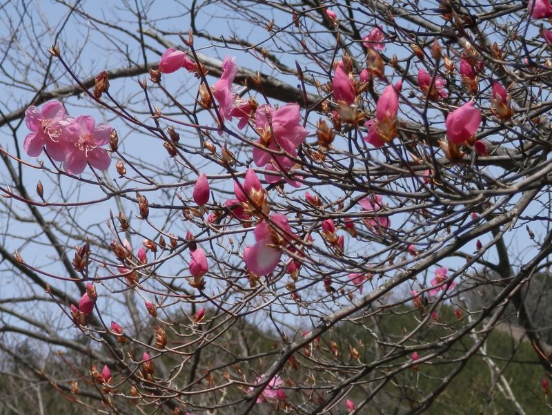 踊平のアカヤシオは、まだつぼみがたくさんあった