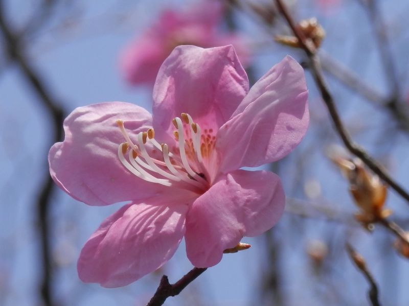 踊平のアカヤシオ