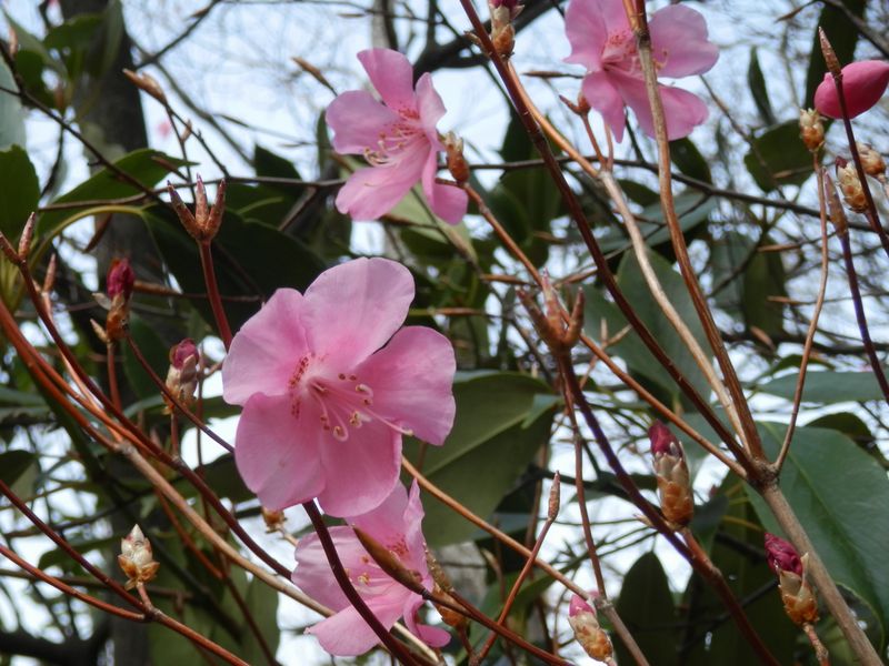 都県境尾根のアカヤシオ。つぼみもたくさん見られた