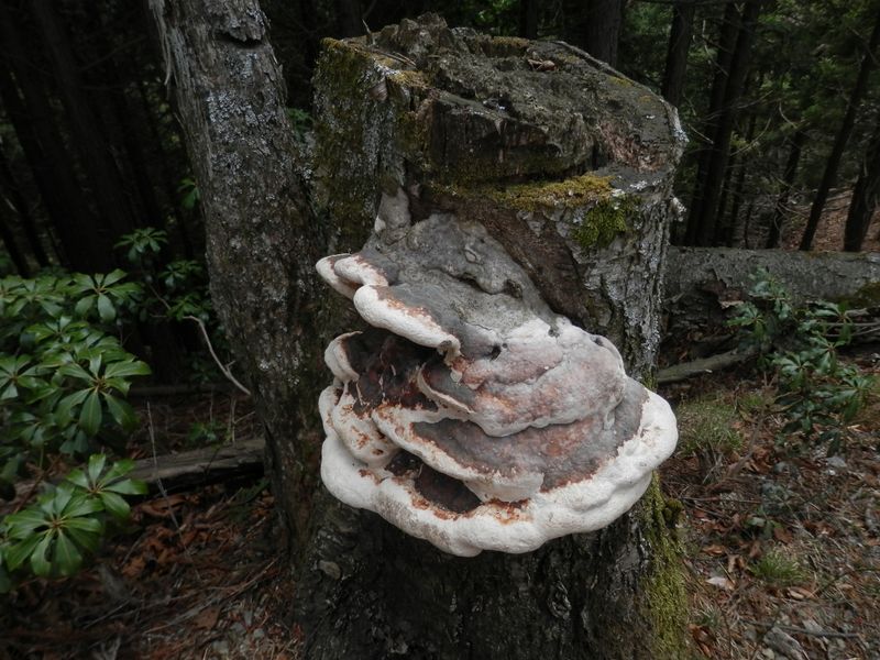 日向沢ノ峰・棒ノ折山 -- 大きなサルノコシカケ