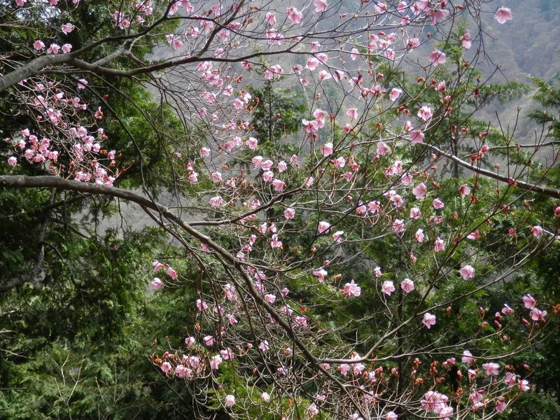 都県境尾根のアカヤシオ