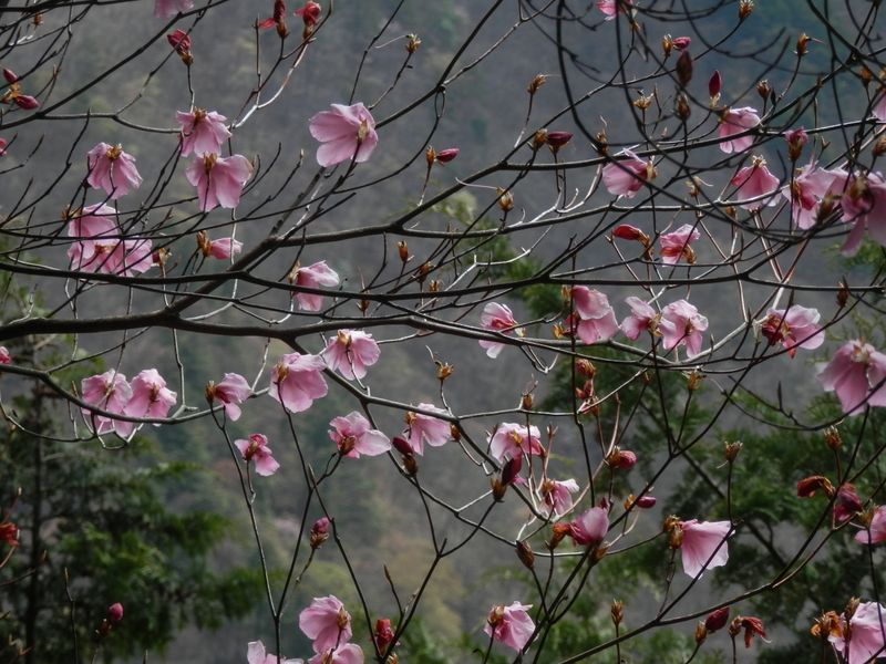 こんな感じのアカヤシオがたくさん