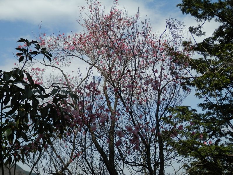 このアカヤシオの花色はひときわ濃かった