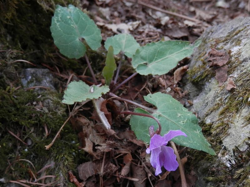 ヒナスミレかな？