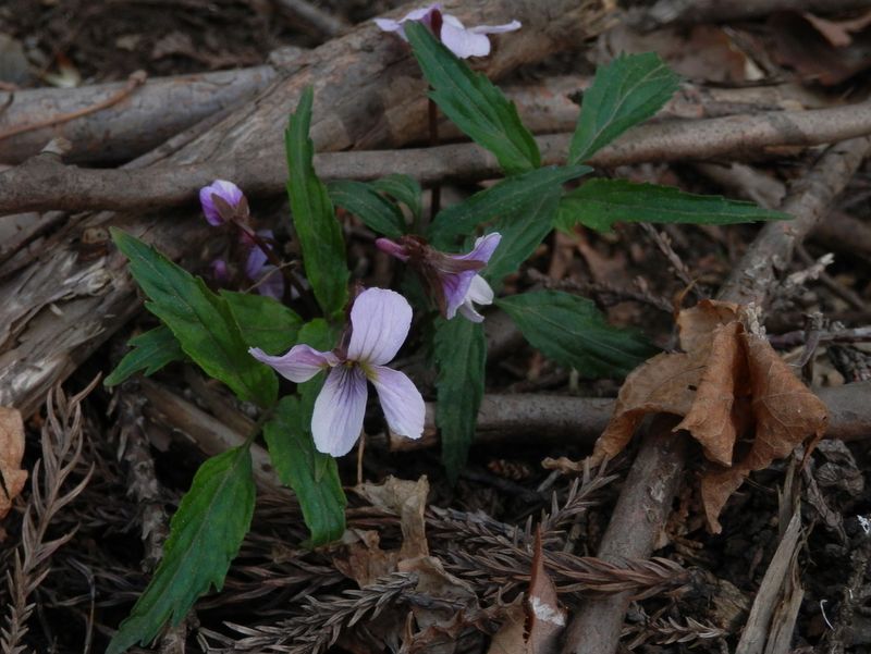 これもエイザンスミレ？