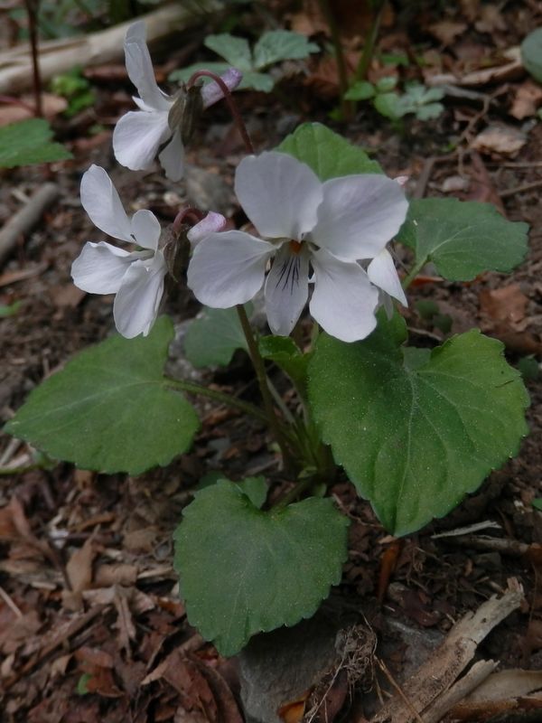 マルバスミレかな？