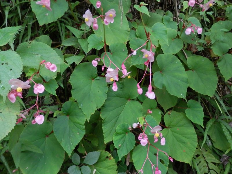 シュウカイドウ