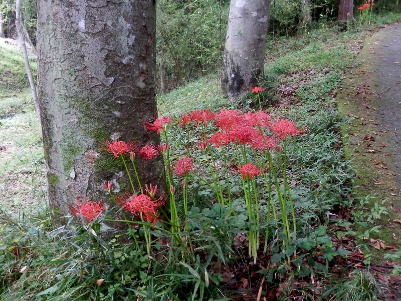 山里のヒガンバナ