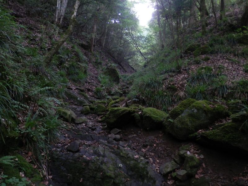 月尾根沢の登山道