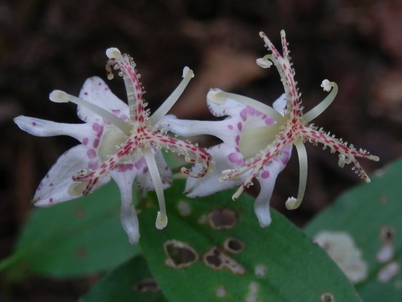 ヤマホトトギス