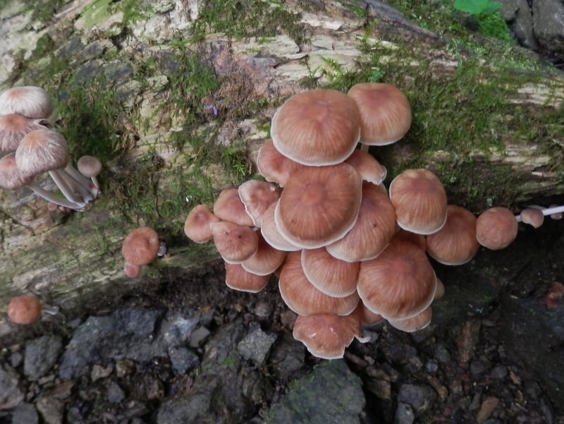 こういうキノコのは見るだけ