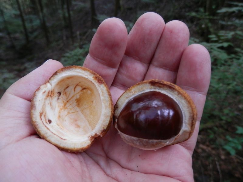 トチの実の中身