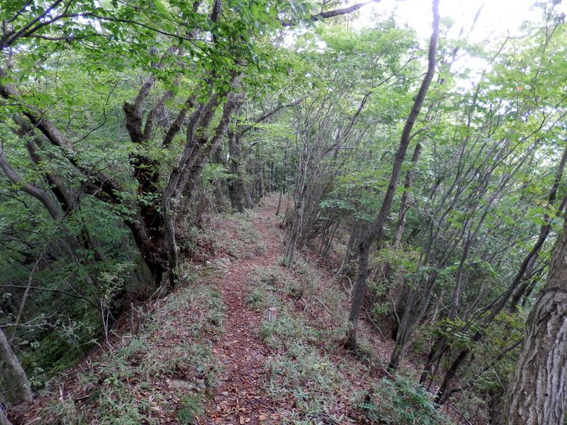 ここは明るい尾根